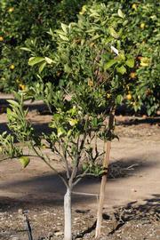            Habit (Riverside, CA)   