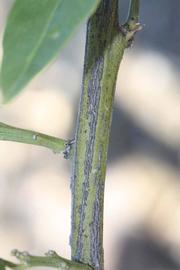              Second - third year twig (Riverside, CA)       