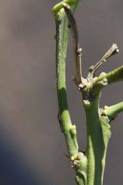              First year twig (Riverside, CA)       