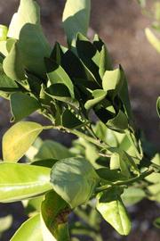            Sun leaves (Riverside, CA)   