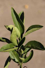            Sun leaves (Riverside, CA)   