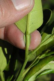              Petiole (Riverside, CA)       