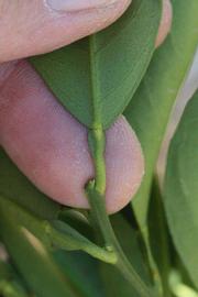              Petiole (Riverside, CA)       