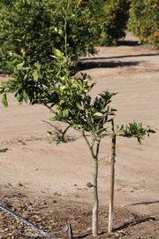            Habit (Riverside, CA)   