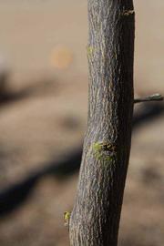              Bark (Riverside, CA)       