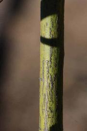              Second - third year twig (Riverside, CA)       