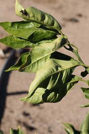           Sun leaves (Riverside, CA)   