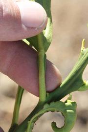              Petiole (Riverside, CA)       