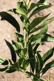            Sun leaves (Riverside, CA)   