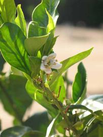              First year twig (Riverside, CA)       