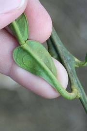              Petiole (Lindcove, CA)       