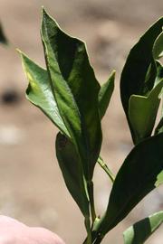              Unifoliolate leaf (Riverside, CA)       