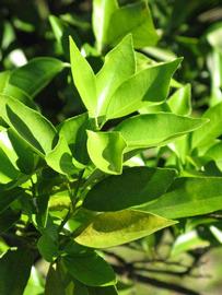              Sun leaves (Winter Haven, FL)       