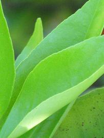              Shade leaves (Winter Haven, FL)       