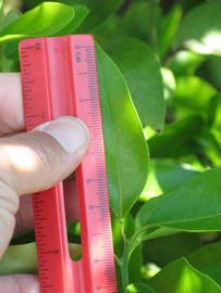              Unifoliolate leaf (Winter Haven, FL)       