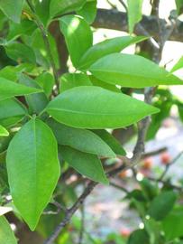              Shade leaves (Winter Haven, FL)       