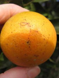              Fruit (Winter Haven, FL)       