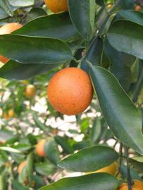              Fruit (Winter Haven, FL)       