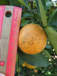              Fruit (Winter Haven, FL)       