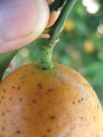              Fruit (Winter Haven, FL)       