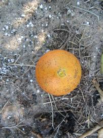              Fruit (Winter Haven, FL)       