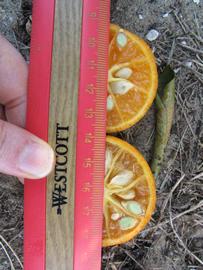              Fruit cross-section (Winter Haven, FL)       