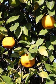            Sun leaves (Riverside, CA)   