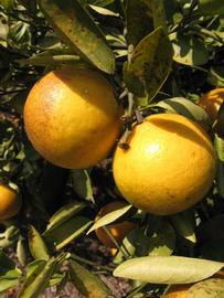              Fruit (Winter Haven, FL)       