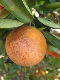              Fruit (Winter Haven, FL)       