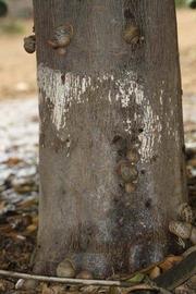            Bark (Riverside, CA)   