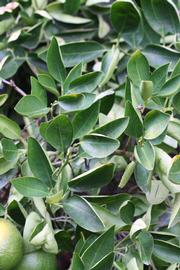              Sun leaves (Riverside, CA)       