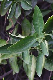              Sun leaves (Riverside, CA)       