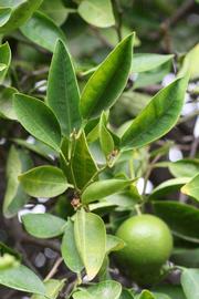              Sun leaves (Riverside, CA)       