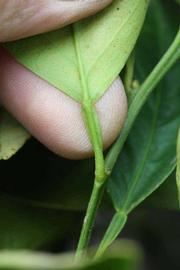              Petiole (Riverside, CA)       