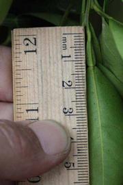              Unifoliolate leaf (Riverside, CA)       