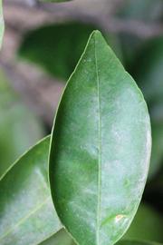              Margin (Riverside, CA)       