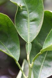             Unifoliolate leaf (Riverside, CA)       