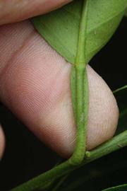              Petiole (Riverside, CA)       