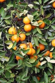            Sun leaves (Riverside, CA)   