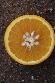              Fruit cross-section (Riverside, CA)       