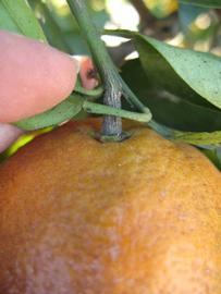              Fruit (Winter Haven, FL)       