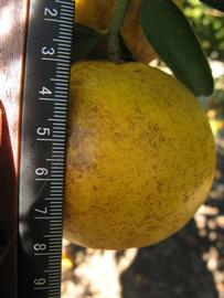              Fruit (Winter Haven, FL)       