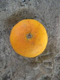              Fruit (Winter Haven, FL)       