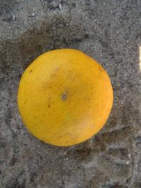              Fruit (Winter Haven, FL)       