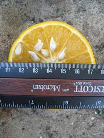              Fruit cross-section (Winter Haven, FL)       