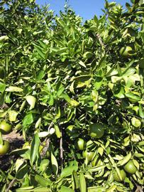              Sun leaves (Winter Haven, FL)       