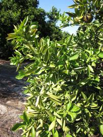              Sun leaves (Winter Haven, FL)       
