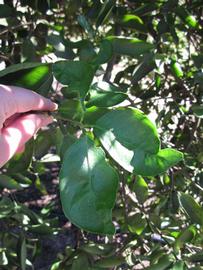              Shade leaves (Winter Haven, FL)       