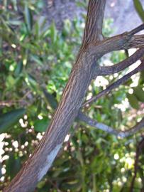              Second - third year twig (Winter Haven, FL)       