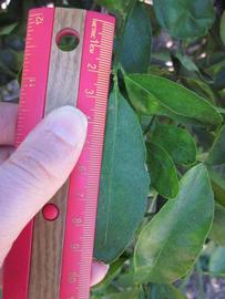              Unifoliolate leaf (Winter Haven, FL)       